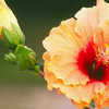 Thumbnail #2 of Hibiscus rosa-sinensis by Joan