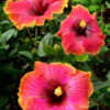 Thumbnail #2 of Hibiscus rosa-sinensis by Joan