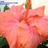 Thumbnail #2 of Hibiscus rosa-sinensis by Calalily