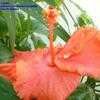 Thumbnail #3 of Hibiscus rosa-sinensis by Calalily