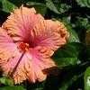 Thumbnail #4 of Hibiscus rosa-sinensis by PotEmUp