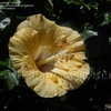 Thumbnail #2 of Hibiscus rosa-sinensis by DaylilySLP