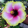 Thumbnail #2 of Hibiscus rosa-sinensis by amorecuore