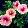 Thumbnail #3 of Hibiscus rosa-sinensis by Joan