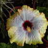 Thumbnail #2 of Hibiscus rosa-sinensis by ecrane3