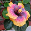 Thumbnail #4 of Hibiscus rosa-sinensis by amorecuore