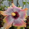 Thumbnail #3 of Hibiscus rosa-sinensis by ecrane3