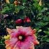 Thumbnail #5 of Hibiscus rosa-sinensis by Joan