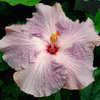 Thumbnail #2 of Hibiscus rosa-sinensis by Joan