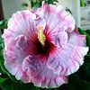 Thumbnail #3 of Hibiscus rosa-sinensis by Joan