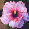 Thumbnail #1 of Hibiscus rosa-sinensis by Joan