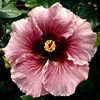 Thumbnail #1 of Hibiscus rosa-sinensis by Joan