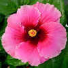 Thumbnail #2 of Hibiscus rosa-sinensis by Joan