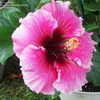 Thumbnail #4 of Hibiscus rosa-sinensis by stplong