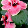 Thumbnail #2 of Hibiscus rosa-sinensis by Joan