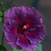 Thumbnail #2 of Hibiscus rosa-sinensis by blupit007