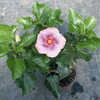 Thumbnail #2 of Hibiscus rosa-sinensis by Joan