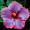 Thumbnail #1 of Hibiscus rosa-sinensis by Joan