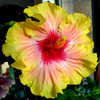 Thumbnail #1 of Hibiscus rosa-sinensis by Joan