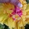 Thumbnail #4 of Hibiscus rosa-sinensis by TwinLakesChef