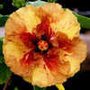 Thumbnail #3 of Hibiscus rosa-sinensis by Joan