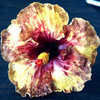 Thumbnail #2 of Hibiscus rosa-sinensis by Joan