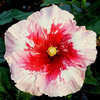 Thumbnail #2 of Hibiscus rosa-sinensis by Joan