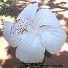 Thumbnail #1 of Hibiscus rosa-sinensis by Dinu