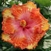 Thumbnail #2 of Hibiscus rosa-sinensis by Joan