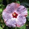 Thumbnail #1 of Hibiscus rosa-sinensis by Joan