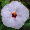 Thumbnail #2 of Hibiscus rosa-sinensis by Joan