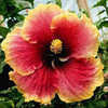 Thumbnail #1 of Hibiscus rosa-sinensis by Joan