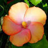 Thumbnail #3 of Hibiscus rosa-sinensis by Joan