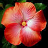 Thumbnail #2 of Hibiscus rosa-sinensis by Joan