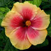 Thumbnail #2 of Hibiscus rosa-sinensis by Joan