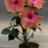 Thumbnail #2 of Hibiscus rosa-sinensis by Joan