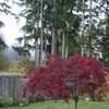 Thumbnail #4 of Acer palmatum by maplenut