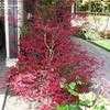 Thumbnail #4 of Acer palmatum by doss