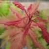 Thumbnail #2 of Acer palmatum by davesnursery