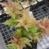 Thumbnail #4 of Acer palmatum by davesnursery