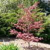 Thumbnail #4 of Acer palmatum by doss