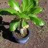 Thumbnail #3 of Brighamia insignis by palmbob