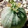 Thumbnail #1 of Euphorbia obesa by Happenstance