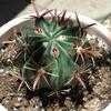 Thumbnail #1 of Ferocactus latispinus by Amari