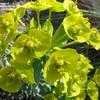 Thumbnail #5 of Euphorbia rigida by leeann6