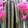 Thumbnail #1 of Disocactus flagelliformis by palmbob