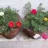 Thumbnail #4 of Portulaca grandiflora by cactus_lover