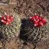 Thumbnail #3 of Echinocactus texensis by leeann6