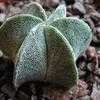 Thumbnail #1 of Astrophytum myriostigma by philomel