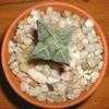 Thumbnail #3 of Astrophytum myriostigma by henryr10